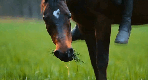 Beautiful Horses on GIFs