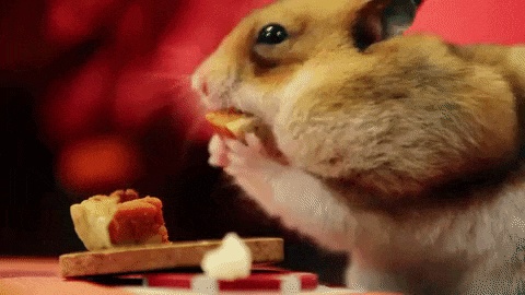 GIFs de Hamsters - 110 imagens animadas de hamsters grátis