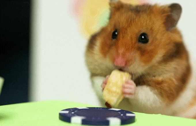 Hamster GIFs - 110 animierte Hamster GIF Bilder kostenlos