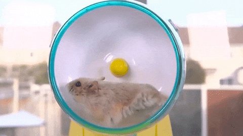 GIFs de rueda de hámster - 70 roedores animados corren en una rueda