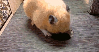 Hamster GIFs - 110 animierte Hamster GIF Bilder kostenlos