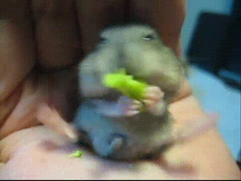 Chomiki GIFy - 110 animowanych GIF obrazów chomików za darmo