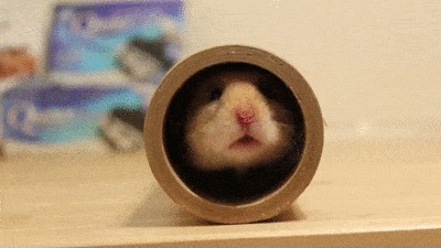GIFs de Hamsters - 110 imagens animadas de hamsters grátis