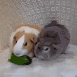 Hamsters GIFs - 110 animated GIF images of Hamsters for free