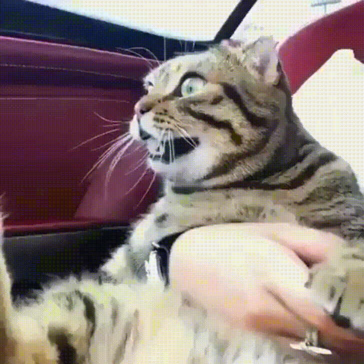 Gatos felices GIFs - 35 imágenes animadas de gatos en alegría