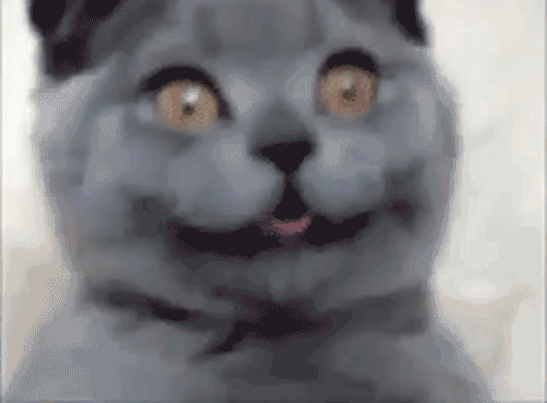 Gatos felices GIFs - 35 imágenes animadas de gatos en alegría