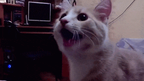 GIFs de chats heureux - 35 images animées de chats dans la joie