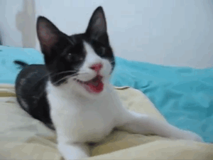 Šťastné kočky na GIFy - 35 animovaných obrázků koček v radosti