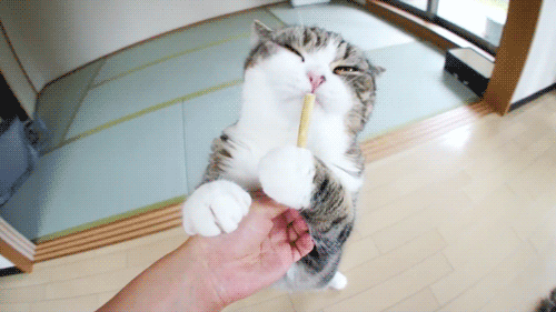 幸せな猫のGIF - 喜びに満ちた猫の35枚のアニメーション写真