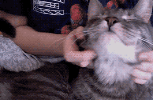 GIFs de chats heureux - 35 images animées de chats dans la joie