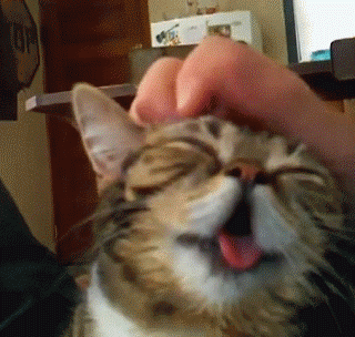 Le GIF di gatti felici - 35 immagini animate di gatti in allegria