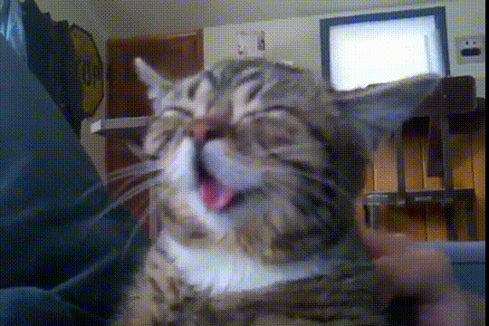 Le GIF di gatti felici - 35 immagini animate di gatti in allegria