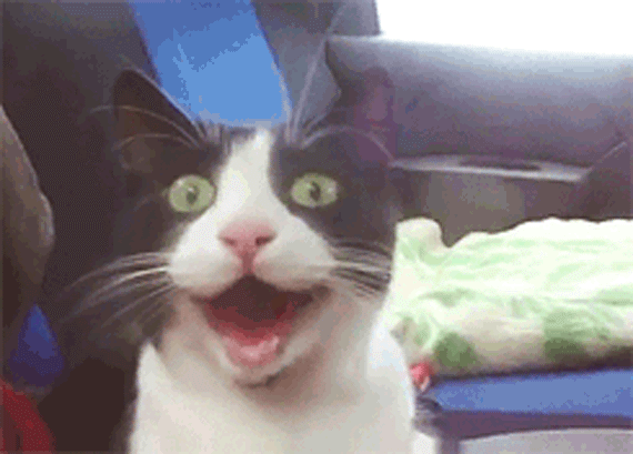 幸せな猫のGIF - 喜びに満ちた猫の35枚のアニメーション写真