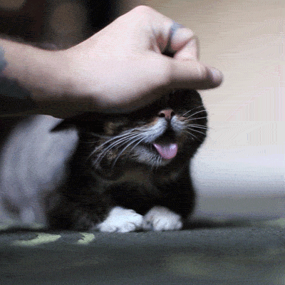 GIFs de gatos felizes - 35 imagens animadas de gatos em alegria