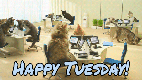 Happy Tuesday GIFs USAGIF