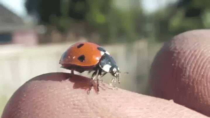 ladybug flying gif