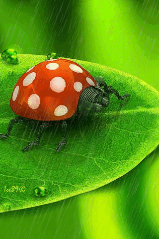Le GIF con le coccinelle - Immagini animate degli scarabei