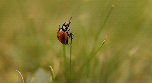 Ladybug GIFs - Animated Images of a Beetle for Good Luck