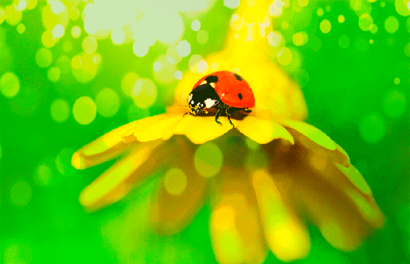 Coccinelle GIFs - Images animées d'un scarabée pour le bonheur