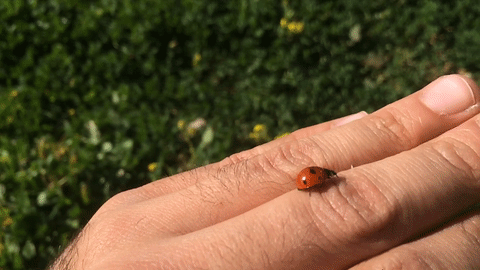 Marienkäfer GIF - Animierte Bilder eines Käfers für viel Glück