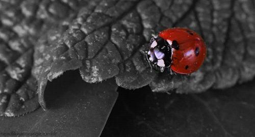 Le GIF con le coccinelle - Immagini animate degli scarabei