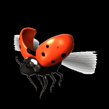 Joaninha GIF - Imagens animadas de um besouro para boa sorte