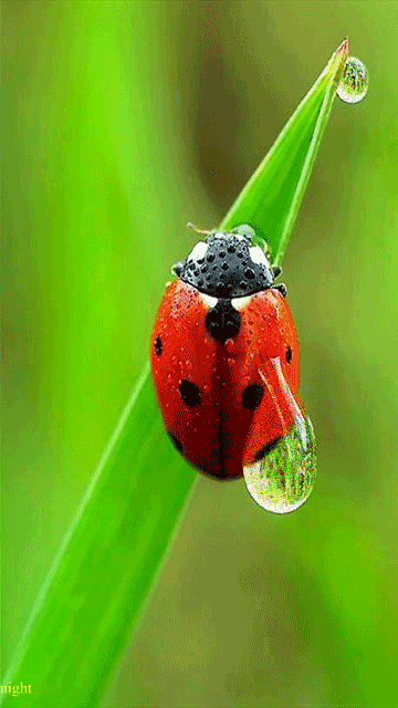 Biedronka GIF - Animowane obrazy chrząszcza na szczęście