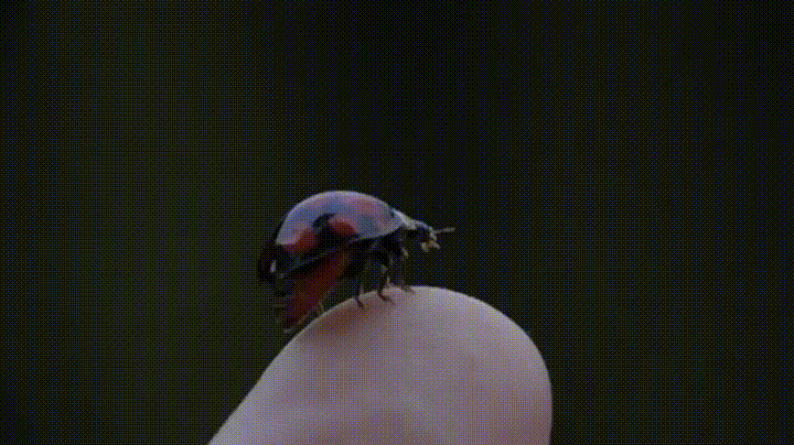Marienkäfer GIF - Animierte Bilder eines Käfers für viel Glück