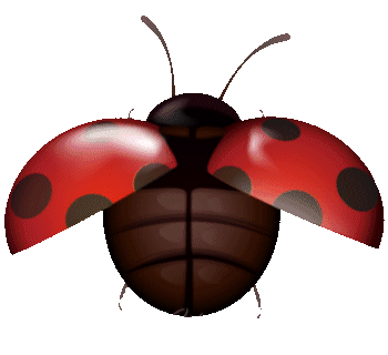 ladybug-45.gif
