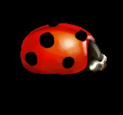 Mariquita GIF - Imágenes animadas de un escarabajo para la buena suerte