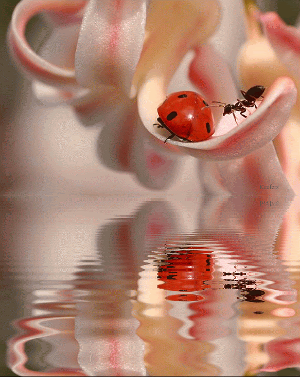 Гифки Божья Коровка - 55 анимированных изображений жука на удачу