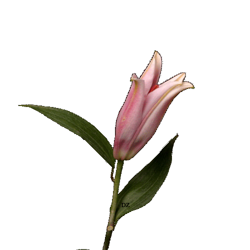 lilies-11