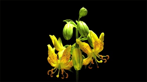 Gigli su GIF - Bellissimi mazzi, fiori e sfondi