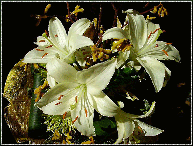Lilies on GIFs - Beautiful Bouquets, Flowers and Backgrounds
