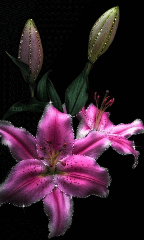 Gigli su GIF - Bellissimi mazzi, fiori e sfondi