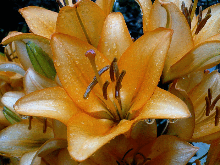 Lilies on GIFs - Beautiful Bouquets, Flowers and Backgrounds