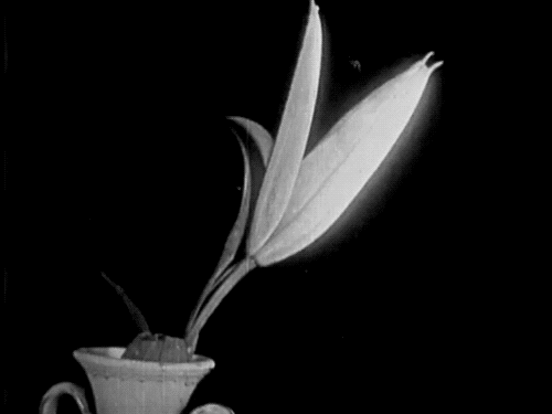 lilies-41