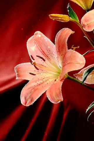 Lilien auf GIFs - Schöne Blumensträuße, Blumen und Hintergründe
