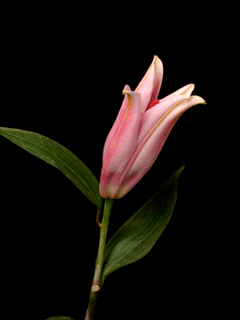 lilies-52