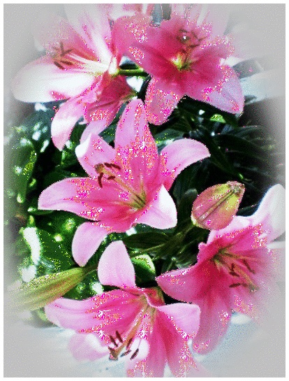 Lilien auf GIFs - Schöne Blumensträuße, Blumen und Hintergründe