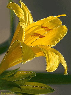 lilies-85