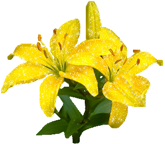 lilies-86