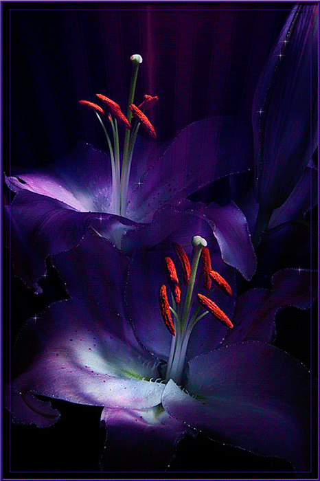 lilies-9