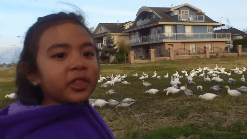 look-at-all-those-chickens-8