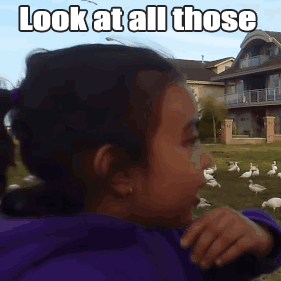 Look at all those chickens GIFs - 12 Animated Images From That Video