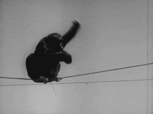 Monkey GIFs - Cute, Funny, Dancing Monkeys on GIF Animations