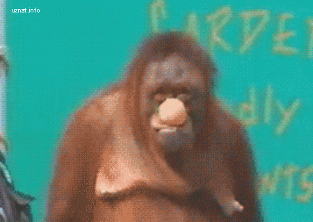 Гифки смешных животных - 150 забавных GIF-изображений