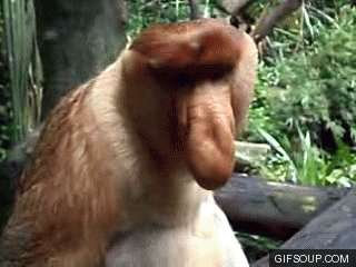 Gify Małpy za darmo - Słodkie, zabawne i tańczące małpy w GIF