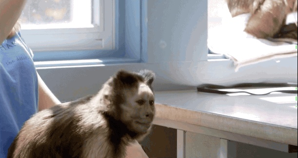 Le GIF con scimmie carine, divertenti e danzanti