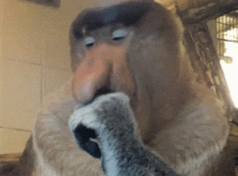 Гифки обезьян - Смешные, танцующие, милые обезьяны на GIF